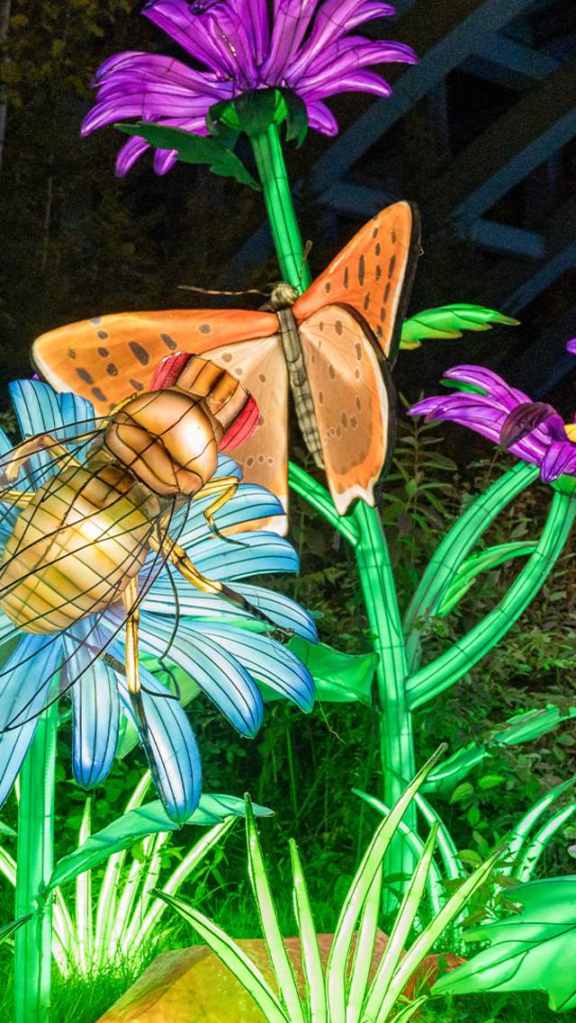 Light displays of flowers and butterflies at the San Antonio Botanical Garden.