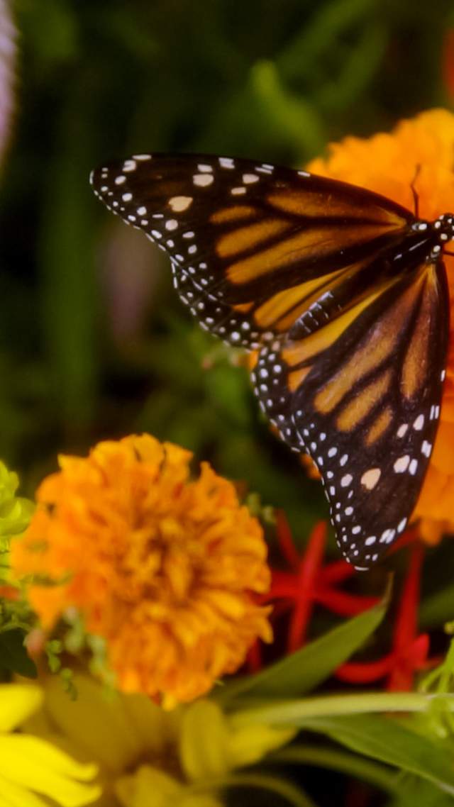 Celebrate Monarchs and Pollinators This October in San Antonio