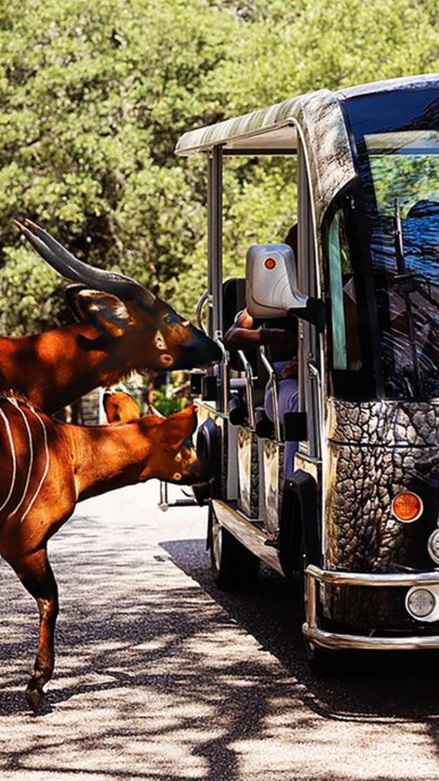Animals looking into VIP tram and Natural Bridge Wildlife Ranch in San Antonio.