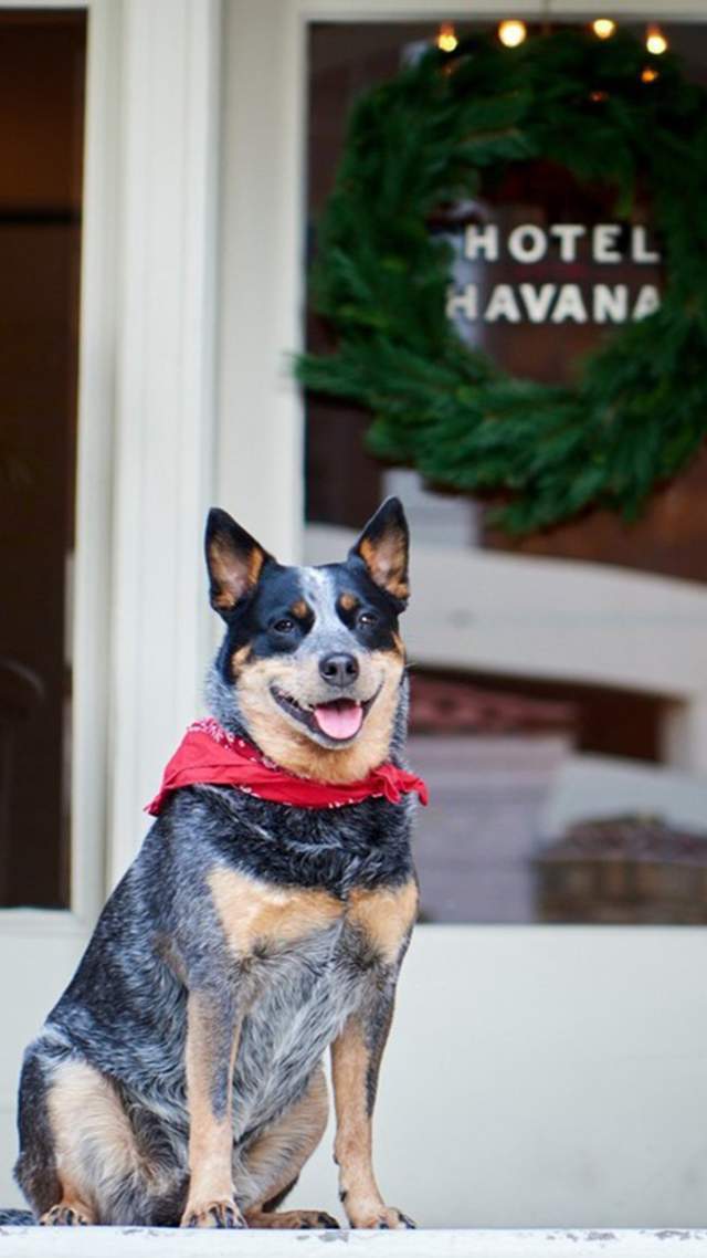 Dog-Friendly Spots in San Antonio