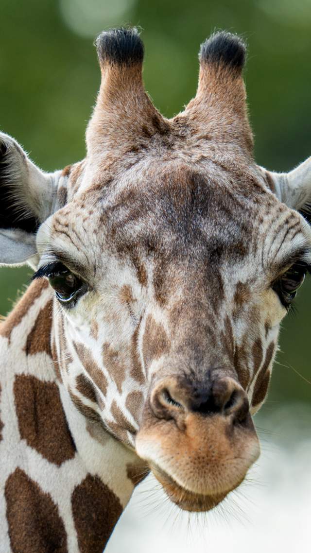 Closeup of Waffles the Giraffe at San Antonio Zoo.