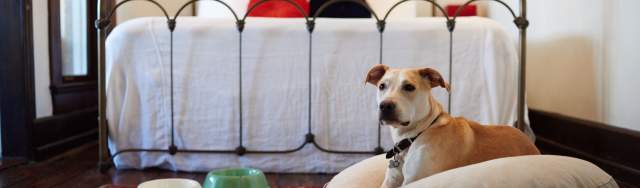 se permiten perros en las habitaciones del hotel