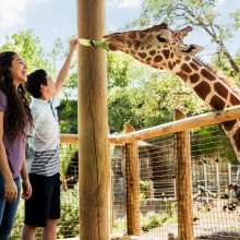 People feeding Giraffe
