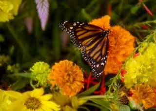 Celebrate Monarchs and Pollinators This October in San Antonio