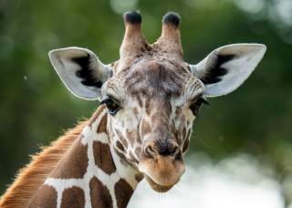 Closeup of Waffles the Giraffe at San Antonio Zoo.