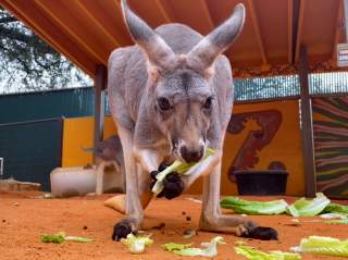 Close up shot of young kangaroo eating celery at San Antonio Zoo.