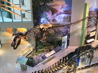 transformed witte museum