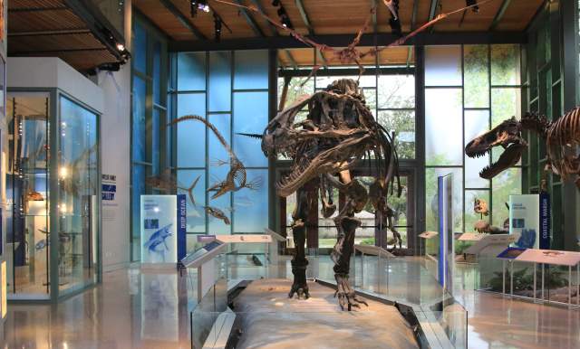 Dinosaur skeleton inside Witte Museum lobby.