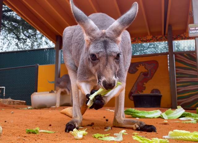 Close up shot of young kangaroo eating celery at San Antonio Zoo.