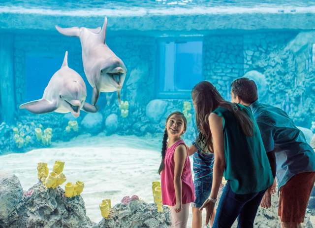 Family looking at dolphins at SeaWorld San Antonio.