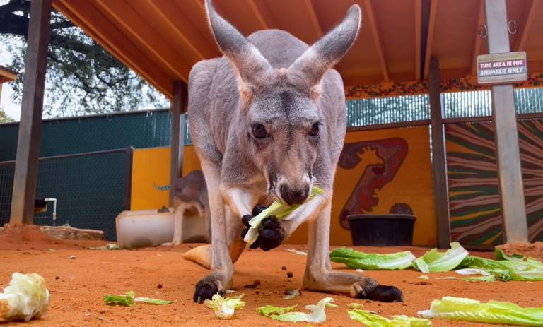 Why San Antonio Should Be on Your 2026 Travel List