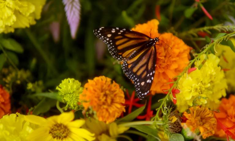 Celebrate Monarchs and Pollinators This October in San Antonio