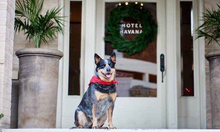 Dog-Friendly Spots in San Antonio
