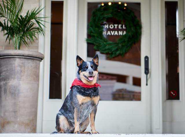 Dog-Friendly Spots in San Antonio