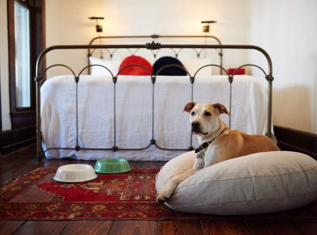 Check out These 6 Dog-Friendly Hotels in San Antonio