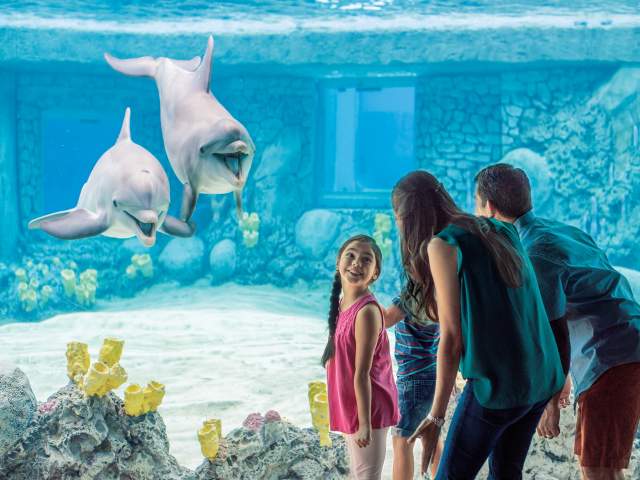 Family looking at dolphins at SeaWorld San Antonio.