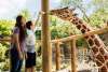 People feeding Giraffe