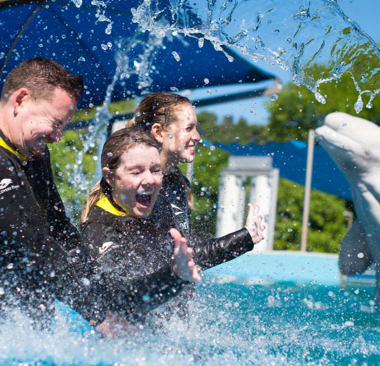 Beluga whales splashing people at SeaWorld San Antonio.