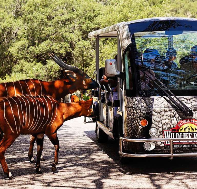 Animals looking into VIP tram and Natural Bridge Wildlife Ranch in San Antonio.