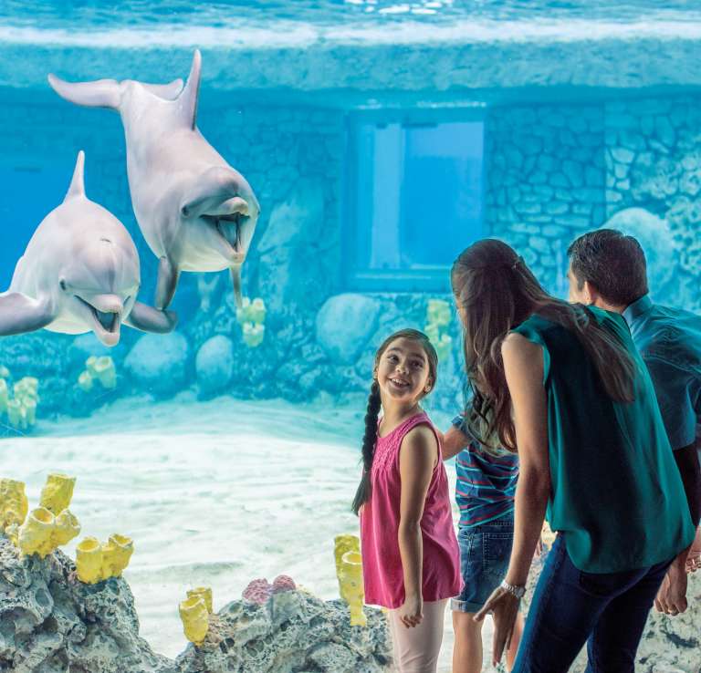 Family looking at dolphins at SeaWorld San Antonio.