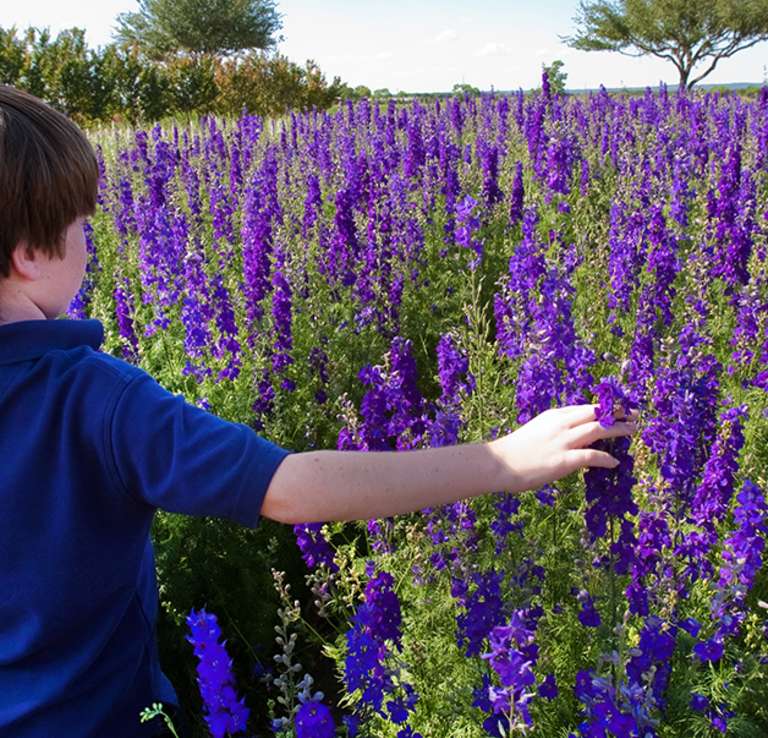 Child walking through field of flowers