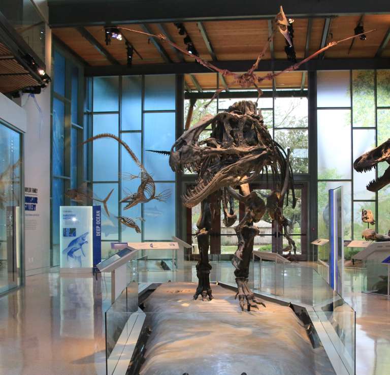 Dinosaur skeleton inside Witte Museum lobby.