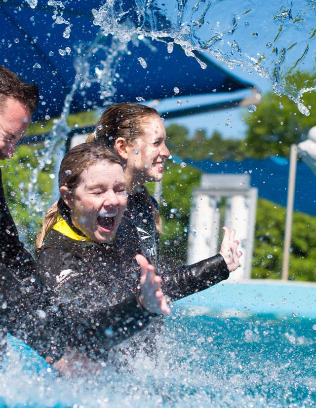 Beluga whales splashing people at SeaWorld San Antonio.