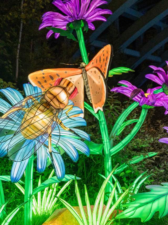 Light displays of flowers and butterflies at the San Antonio Botanical Garden.