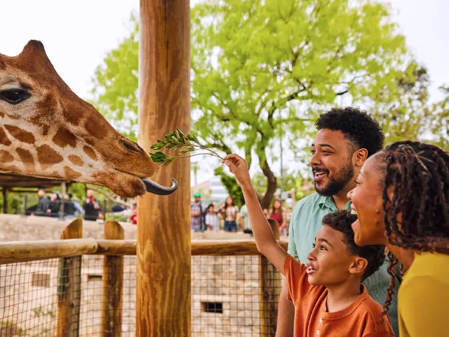 Family feeding a giraffe at the San Antonio Zoo.