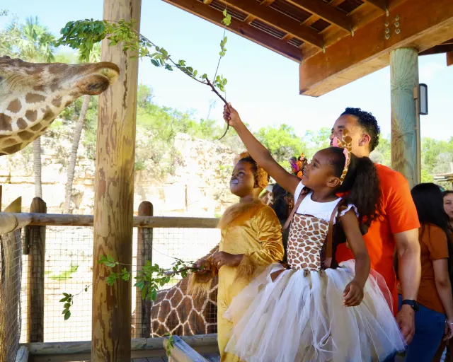 Family dressed in Halloween costumes feeding a giraffe at the San Antonio Zoo.