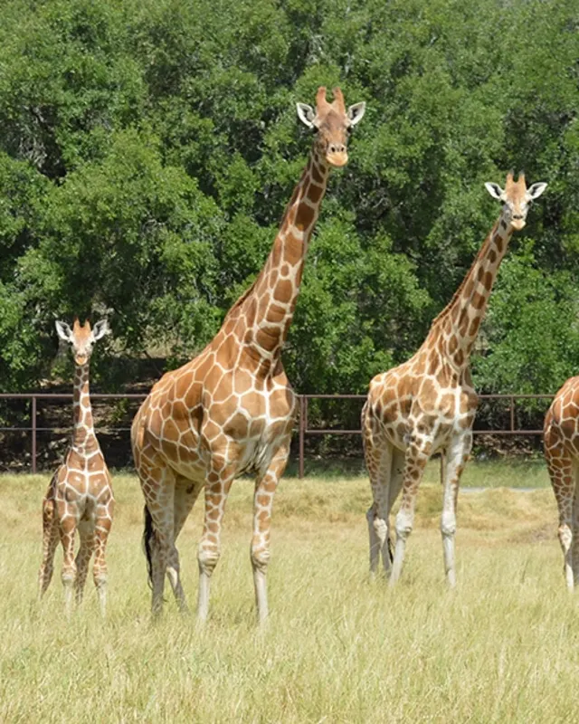Field with five giraffes at Natural Bridge Wildlife Ranch.