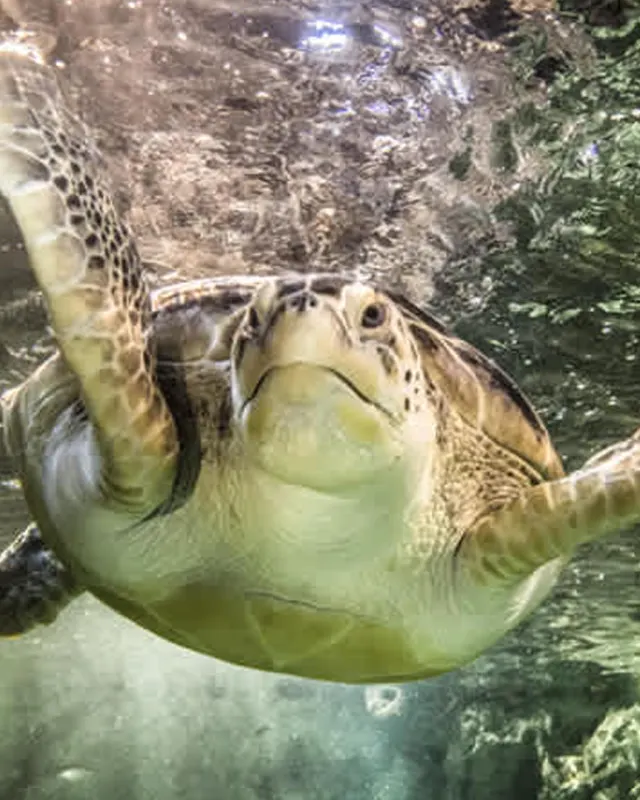 Turtle swimming in aquarium at SEA LIFE San Antonio.