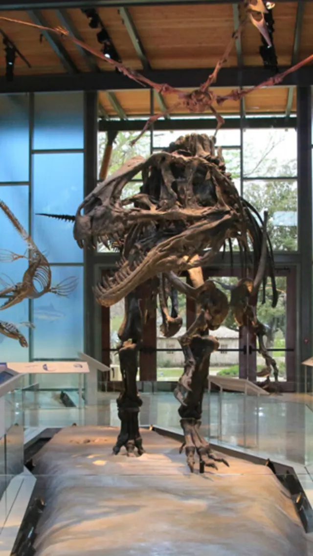 Dinosaur skeleton display