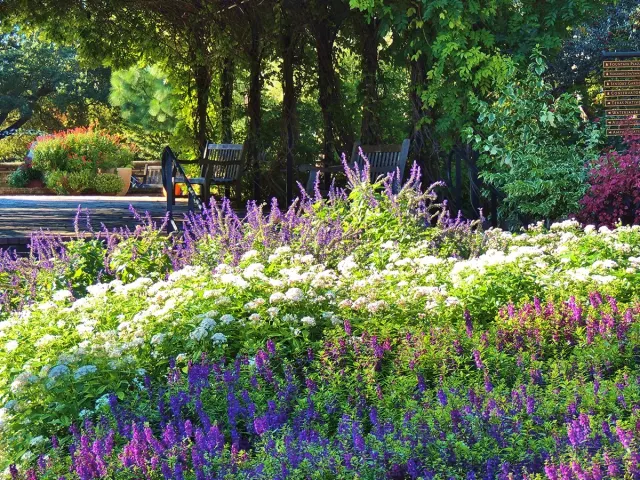 Lush flowers in distance