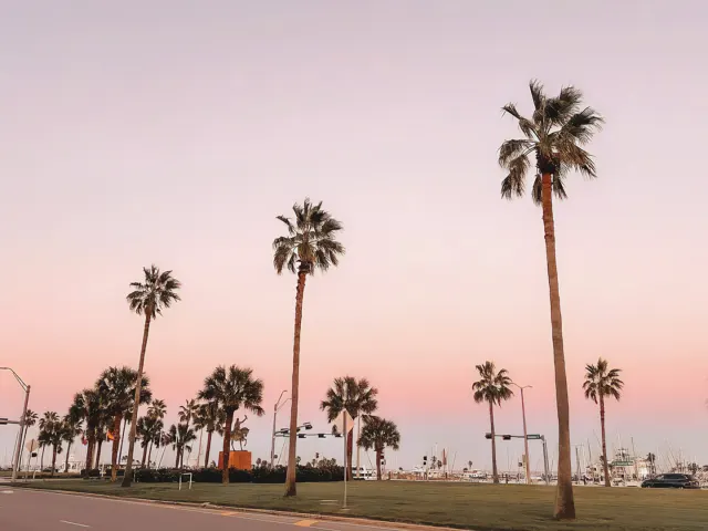 Palm trees over a street