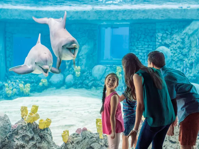 Family looking at dolphins at SeaWorld San Antonio.