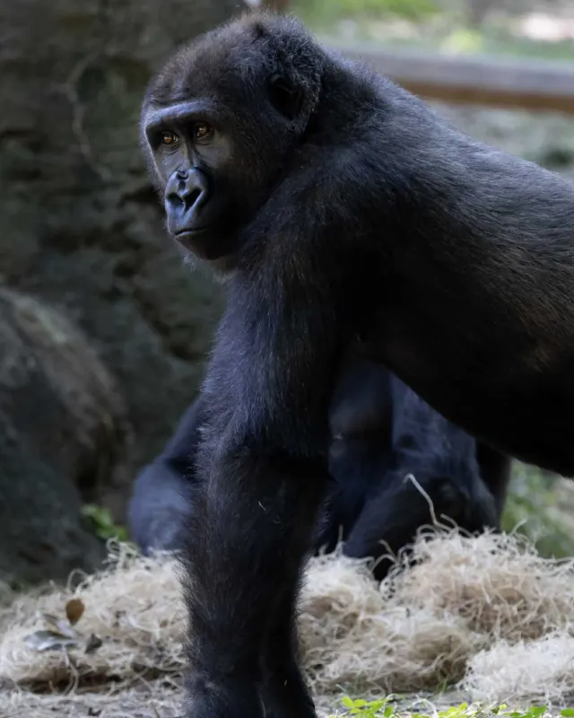 Gorilla standing on all four legs at zoo.