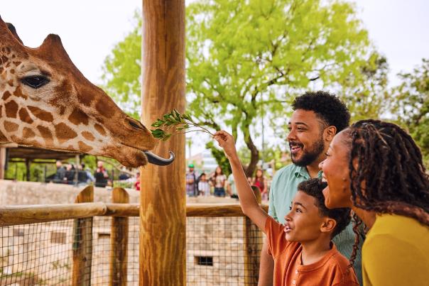 Family feeding a giraffe