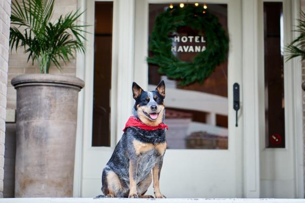Dog sitting on porch in front of hotel