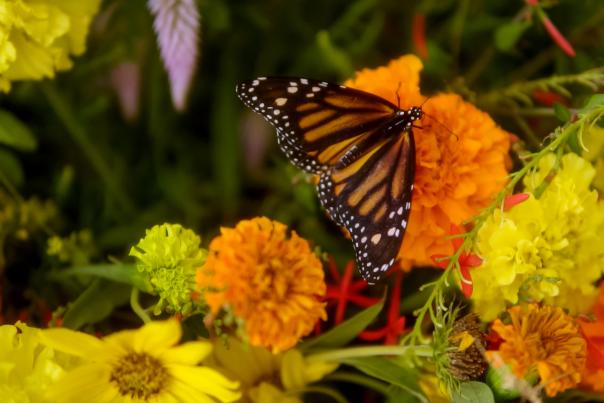 monarch butterfly resting on monarch