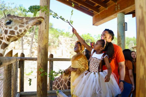 Family dressed in Halloween costumes feeding a giraffe at the San Antonio Zoo.