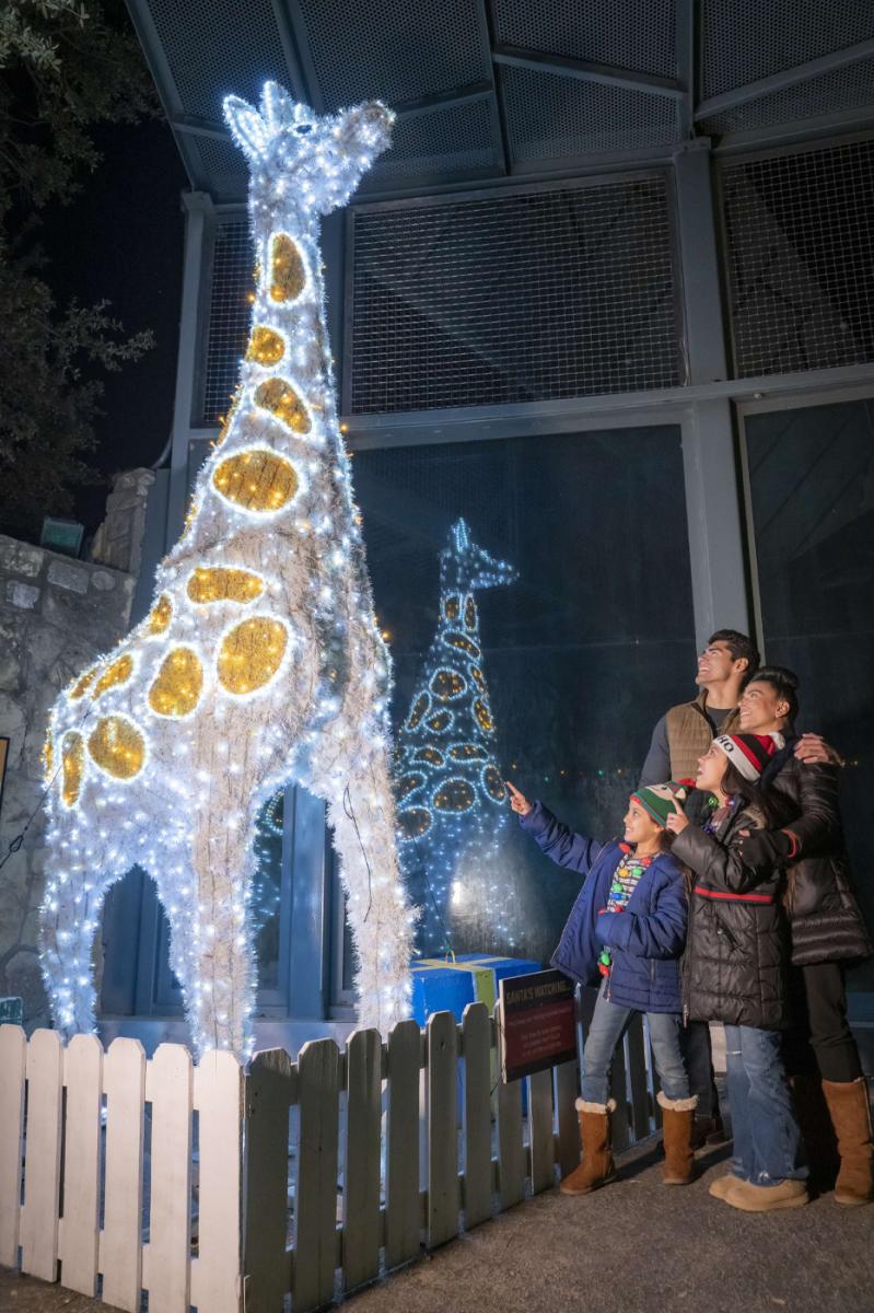 Family admiring lit up giraffe at Zoo Lights.