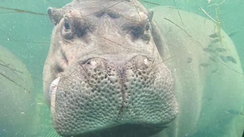 Timothy the Hippo at the San Antonio Zoo in his habitat.