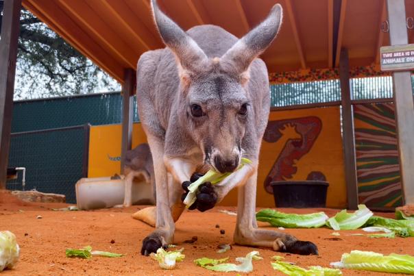Close up shot of young kangaroo eating celery at San Antonio Zoo.