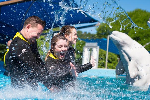 Beluga whales splashing people at SeaWorld San Antonio.