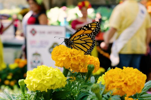 monarch butterfly sitting on marigolds