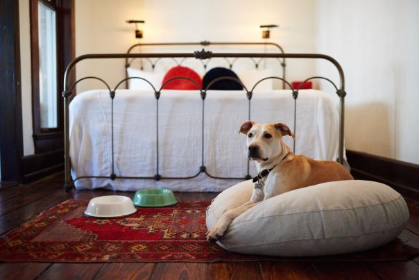 Hotel-Havana-Dog-