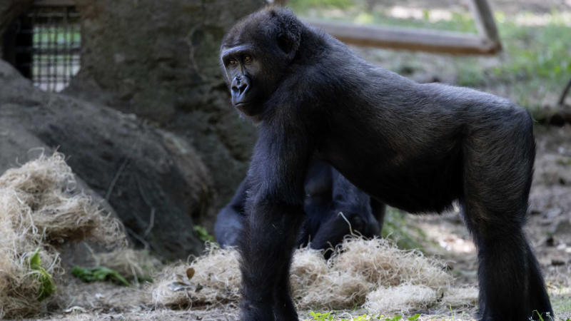 Gorilla standing on all four legs at zoo.