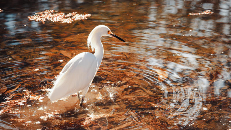 White bird in water.