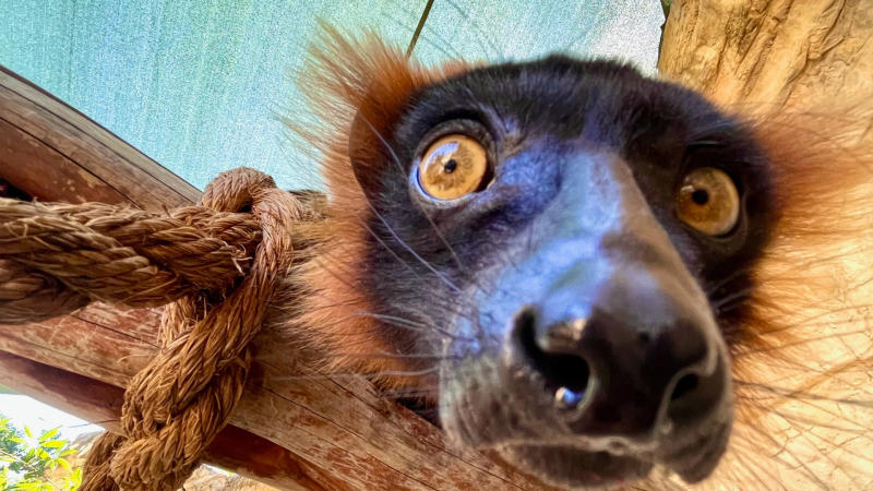 Mammal at San Antonio Zoo with zoom in on eyes and nose.
